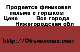 Продается финиковая пальма с горшком › Цена ­ 600 - Все города  »    . Нижегородская обл.